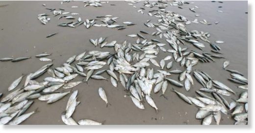 Dead fish littered the beaches of the Outer Banks on Tuesday