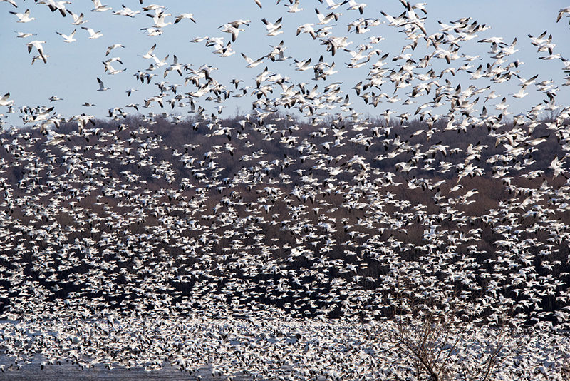 Snow geese at Middle Creek