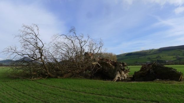 Click to enlarge Wales: 1,000-year-old