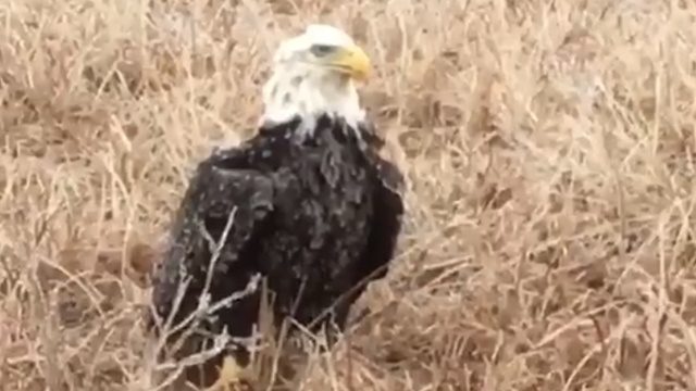 Click to enlarge ice-covered eagle