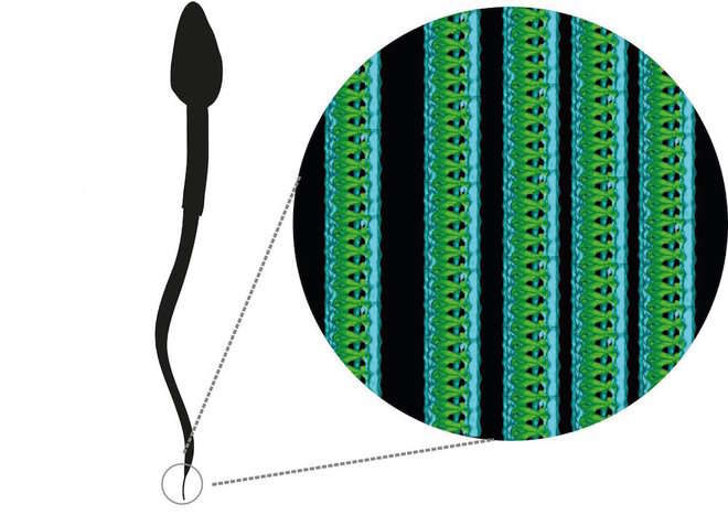 Click to enlarge The left-handed helix on the tip of the sperm tail.