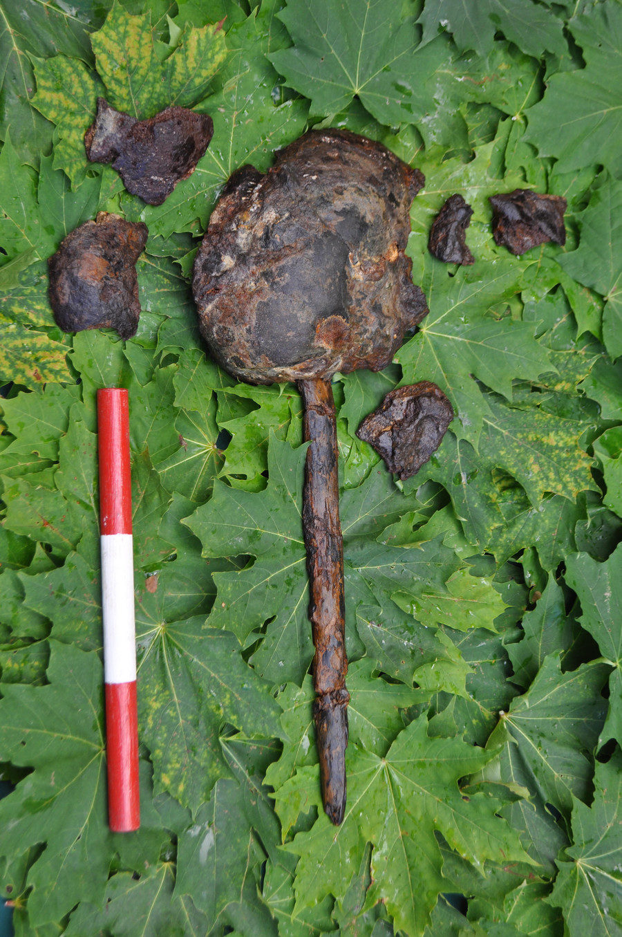 Click to enlarge Sweden's 8,000yo skulls were brutally smashed and mounted on stakes - study