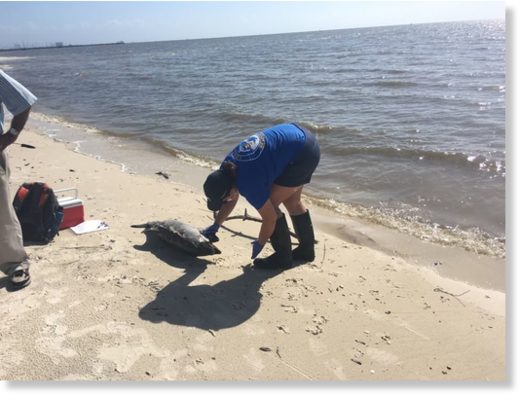 Click to enlarge One of the marine scientists with IMMS inspects a dead baby dolphin after it was found washed ashore in Long Beach Saturday morning.