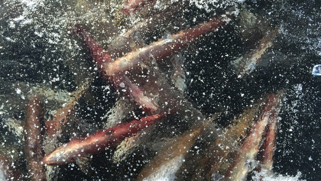 Frozen Shad