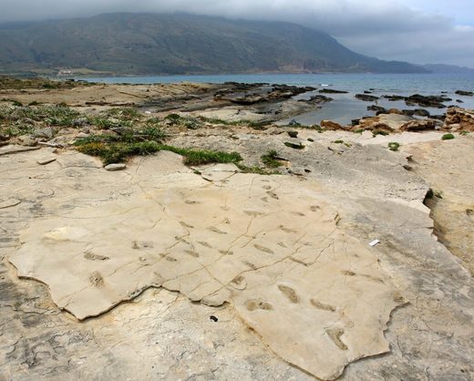 Click to enlarge 7.2 million year old human footprints