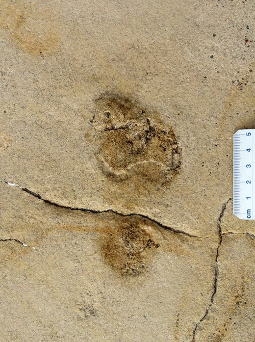 Click to enlarge Trachilos footprints closeup greece