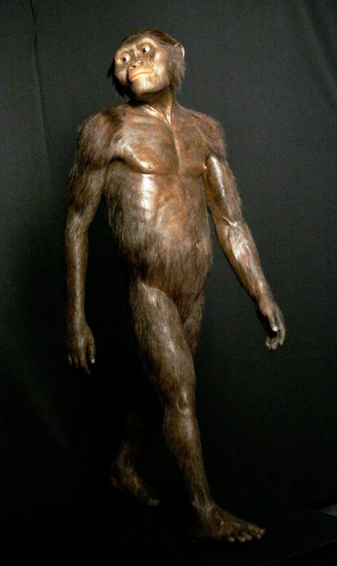 Australopithecus afarensis Houston museum display