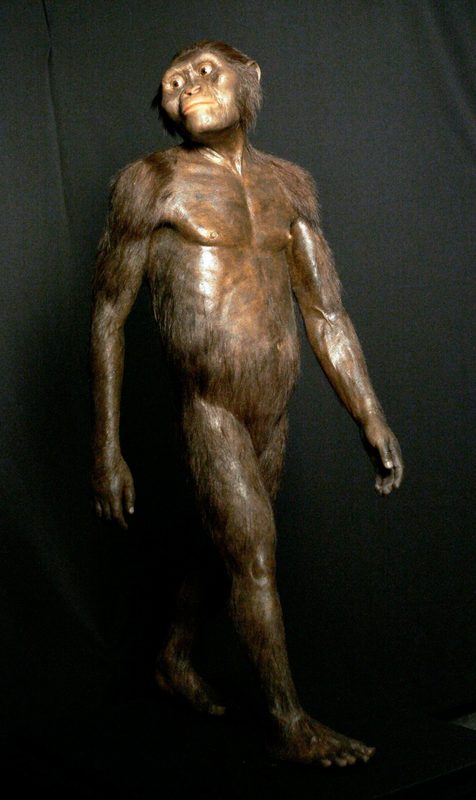 Click to enlarge Australopithecus afarensis Houston museum display