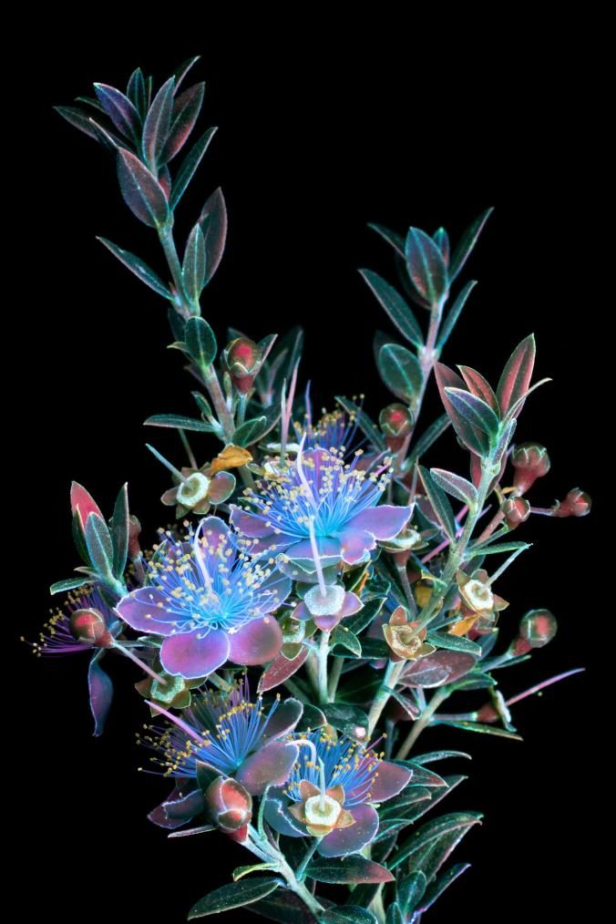 flower uv