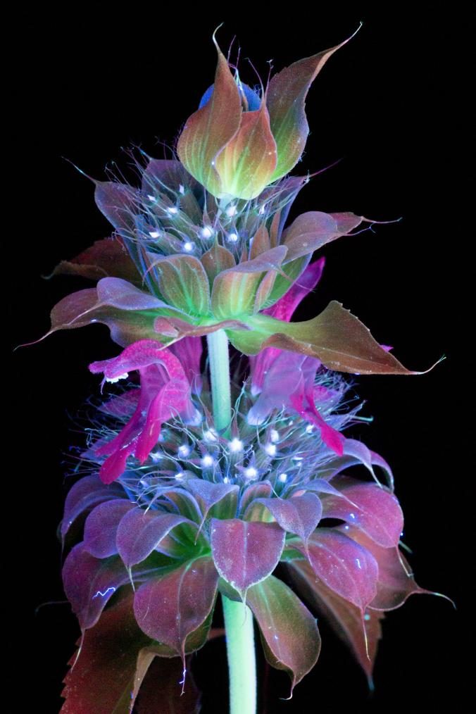 uv flower bee balm