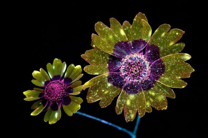 UV flower