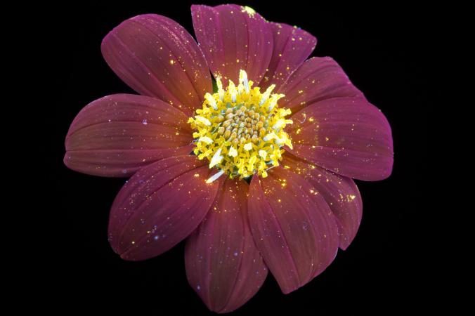 Mexican sunflower uv