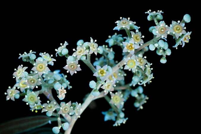 Pepper tree flowers