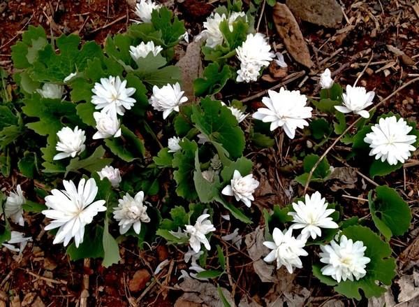 Click to enlarge bloodroot plant, Sanguinaria canadensis