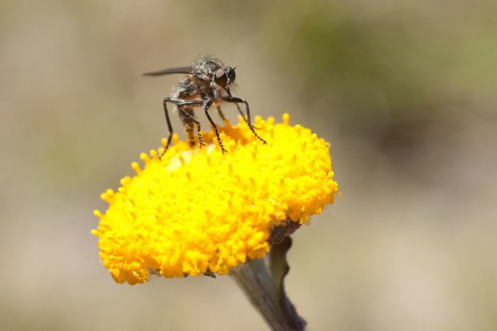 Click to enlarge Entomologists are concerned Australia's insect populations are in decline. (ABC News: Penny McLintock)