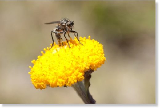 Entomologists are concerned Australia's insect populations are in decline. (ABC News: Penny McLintock)