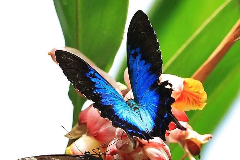 Click to enlarge Ulysses butterfly on a leaf at Kuranda Posted Sat