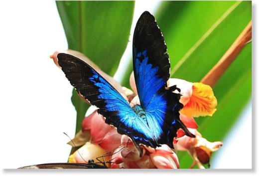 Click to enlarge Ulysses butterfly on a leaf at Kuranda Posted Sat