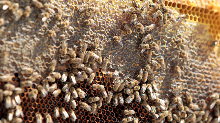 bees