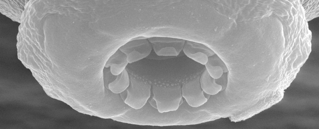 New species of Tardigrade discovered in a Japanese carpark