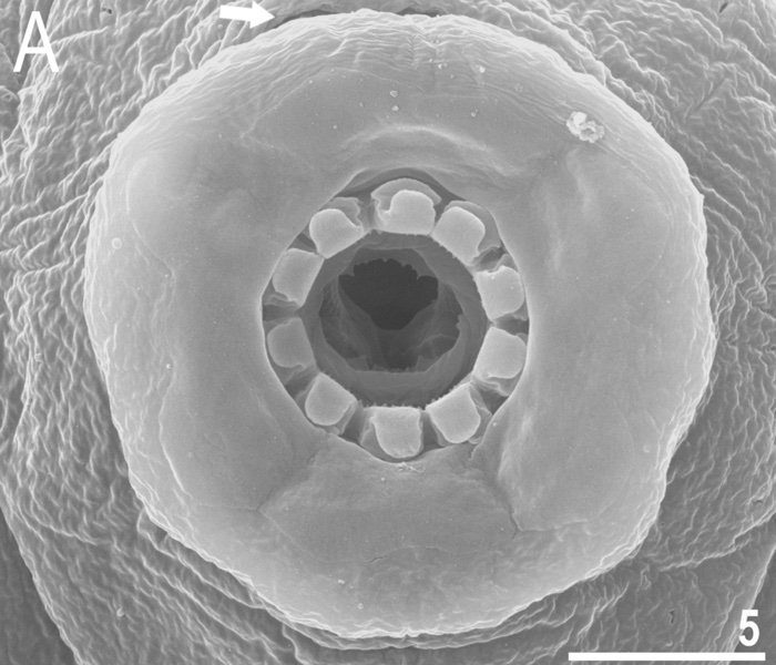 New species of Tardigrade discovered in a Japanese carpark
