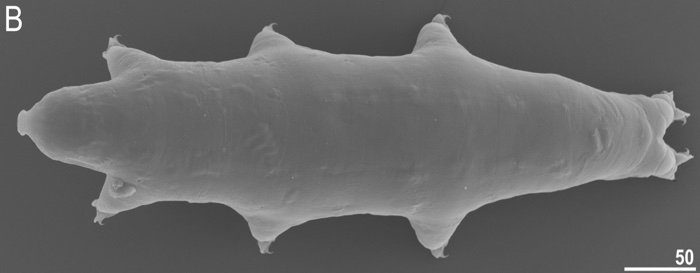 New species of Tardigrade discovered in a Japanese carpark