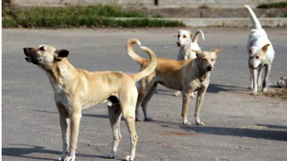 Attacks from stray dogs have been problems from different parts of the country. (Image for representational purposes only)