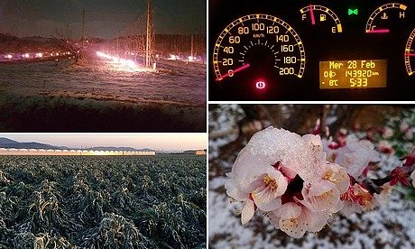 frost damage