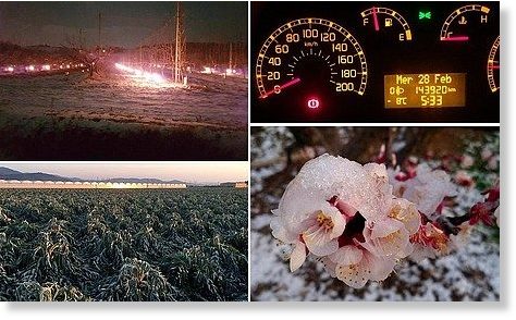 frost damage