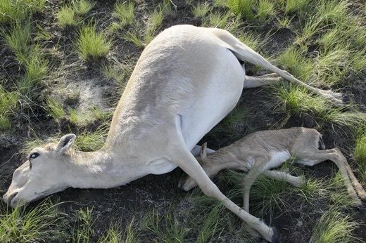 Dead Antelope