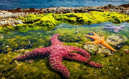 Ocre sea stars