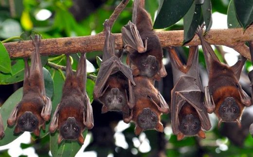 Flying Foxes
