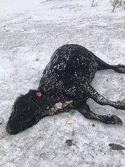 Click to enlarge Cattle on the Blackfeet Reservation such as this calf are dying as the result of a cold, snow and wind, officials said.