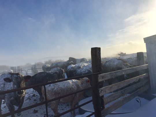 Click to enlarge Ranchers say the cold and snow and wind is taking its toll on cattle.
