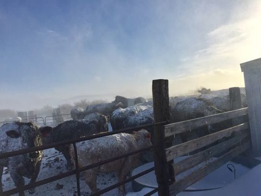 Ranchers say the cold and snow and wind is taking its toll on cattle.