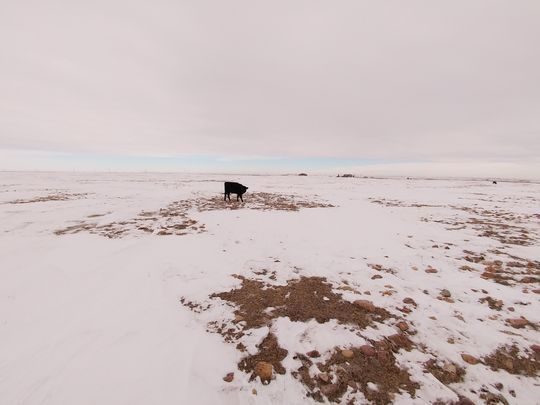 A cow with nothing but rocks to eat at the snow-covered landscape north of Browning. 