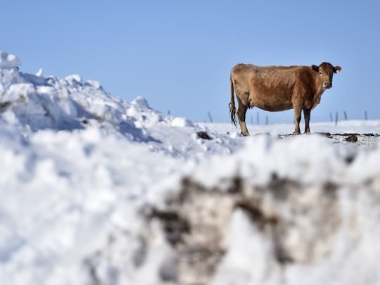 Click to enlarge One of Raymond Michaels pregnant cows waiting to be fed on Wednesday February 28, 2018. Michaels, a Cut Bank area rancher, says that the cold weather and snow requires him to feed his cattle more hay and also causes