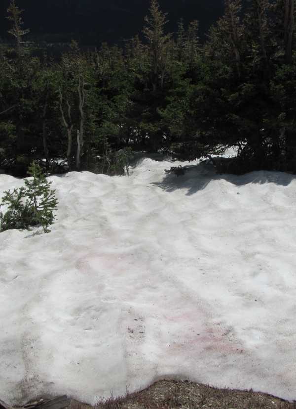 Click to enlarge pink snow colorado