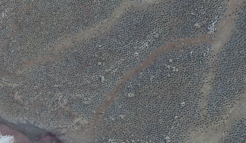 Super-Colony of 1.5 Million Adélie Penguins discovered on Danger island, Antarctic