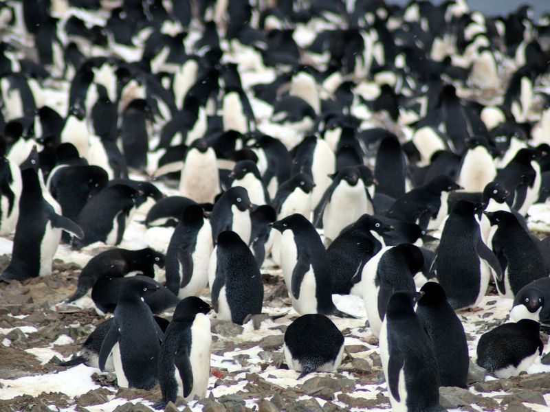 penguins