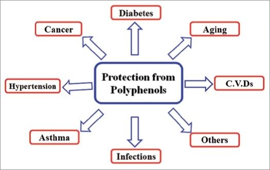 Click to enlarge protection from polyphenols