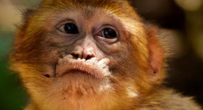 Strange ape