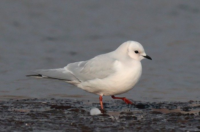 Ross's gull at Lodmoor RSPB (Dorset)