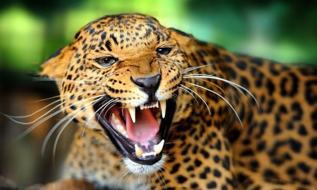 jaguar
