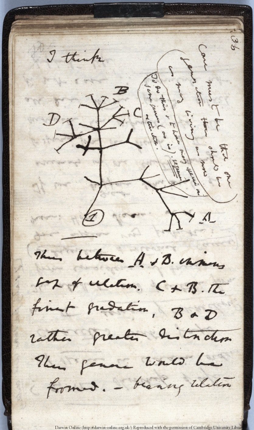 Darwin's Sketch