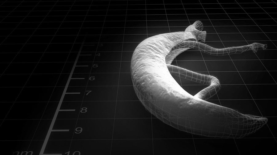 parasitic worms