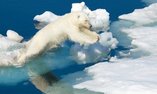 Click to enlarge polar bear stradling ice floes