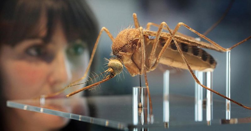 Click to enlarge mosquito