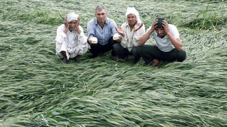 Farmers with damaged mustard crop at a village near Bhiwadi.