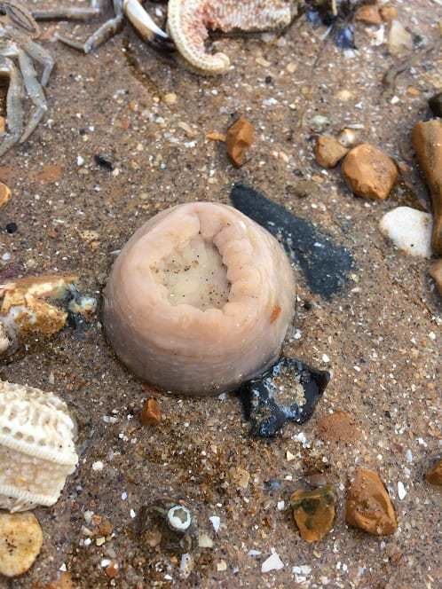 thanet sea death